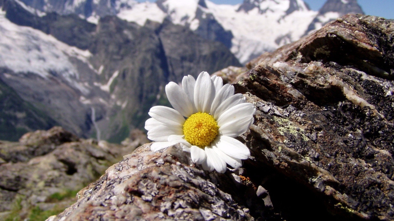 Das Daisy On Mountain Peak Wallpaper 1280x720