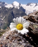 Sfondi Daisy On Mountain Peak 128x160