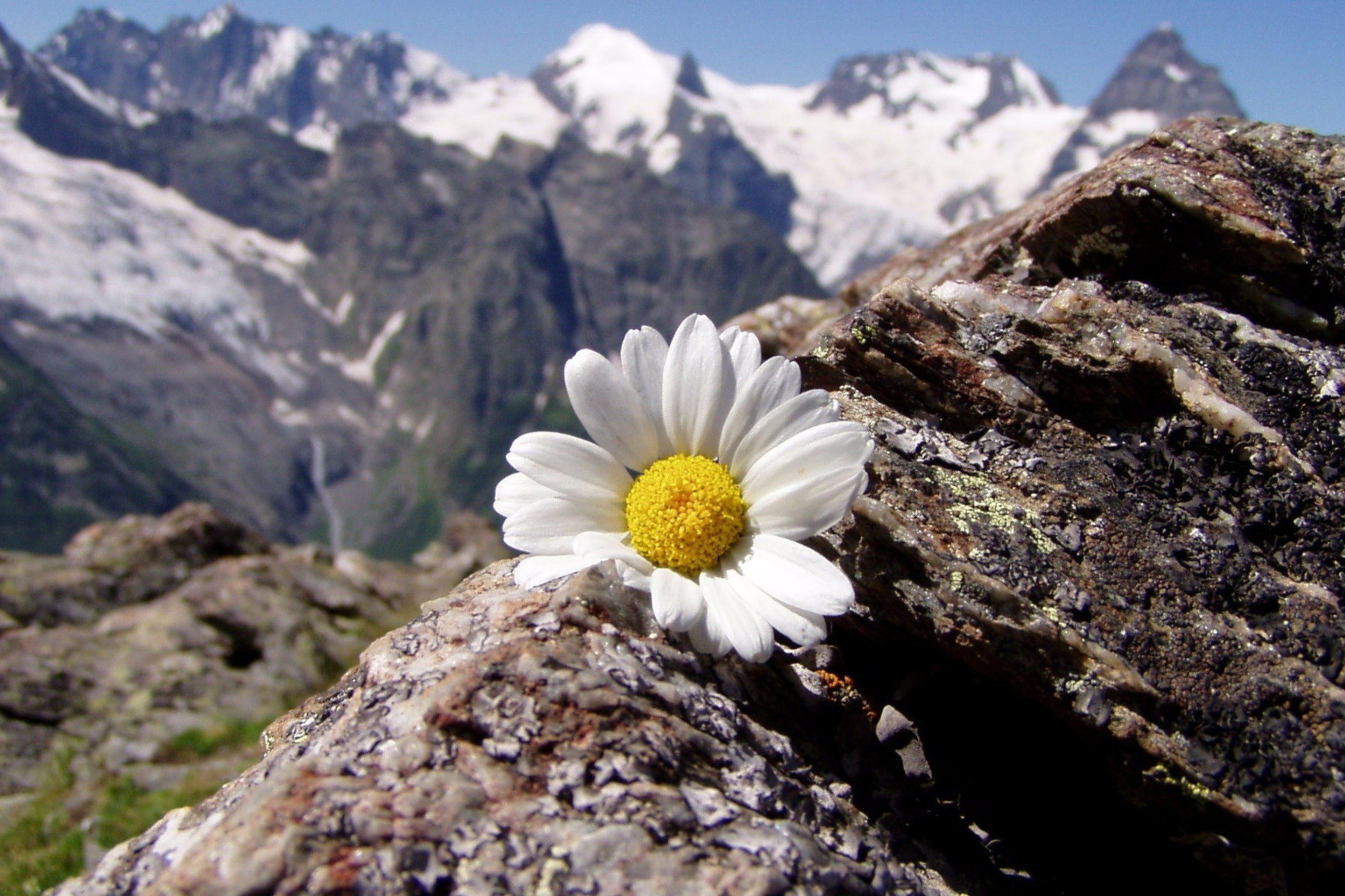 С днем рождения красивые природа. Ромашка Тянь Шань. Эдельвейс Тянь Шанский. Горный цветок. Цветы на фоне гор.