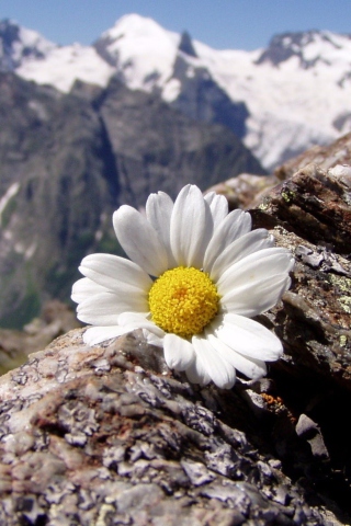 Обои Daisy On Mountain Peak 320x480