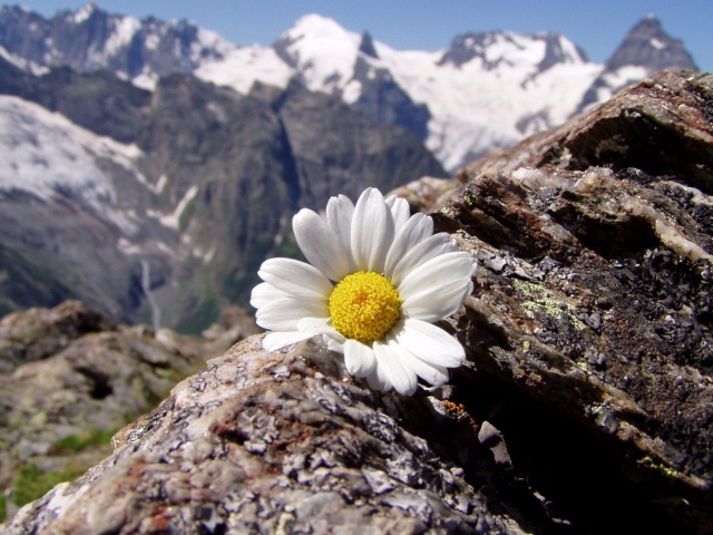 Daisy On Mountain Peak screenshot #1 640x480