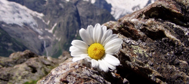 Fondo de pantalla Daisy On Mountain Peak 720x320