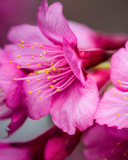 Das Bright Pink Flowers Wallpaper 128x160