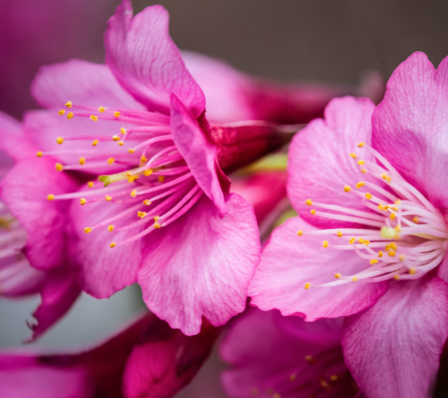 Обои Bright Pink Flowers 1440x1280
