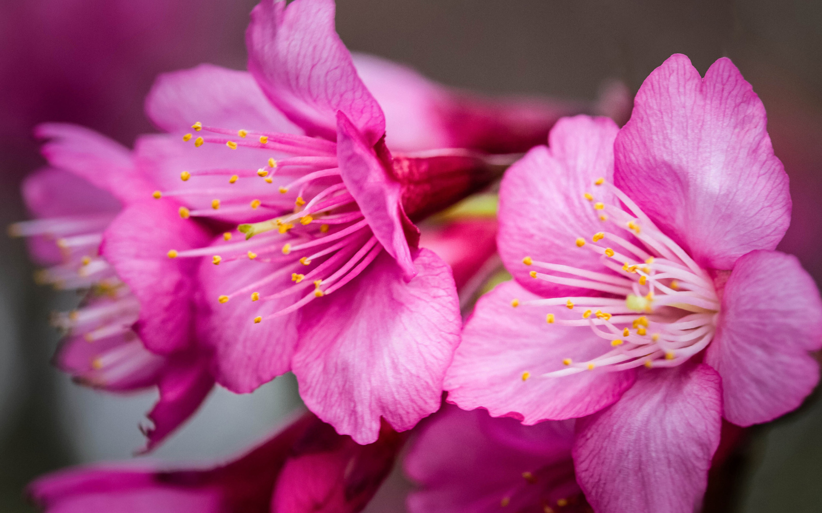 Fondo de pantalla Bright Pink Flowers 1680x1050