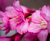 Fondo de pantalla Bright Pink Flowers 176x144