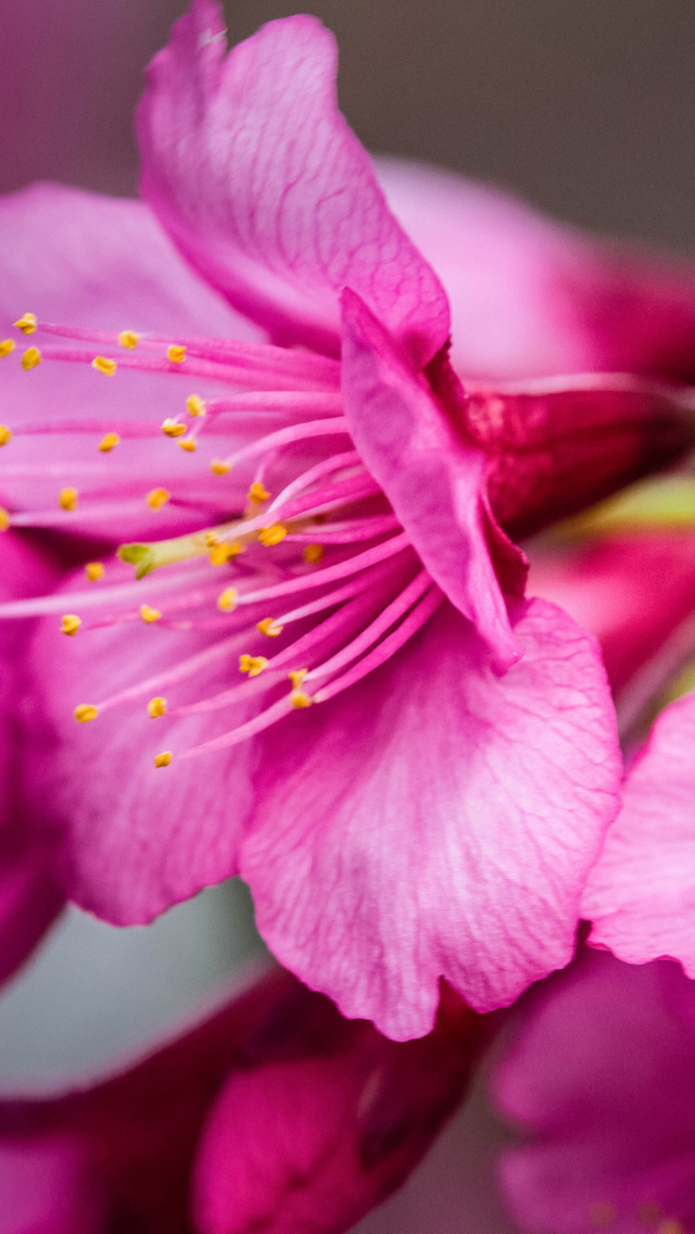 Fondo de pantalla Bright Pink Flowers 640x1136