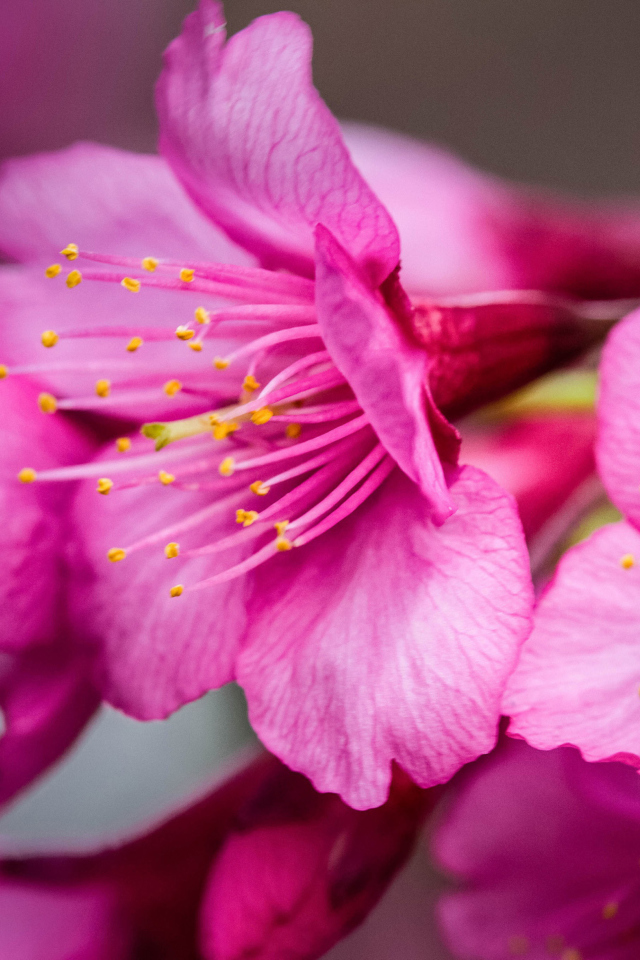 Fondo de pantalla Bright Pink Flowers 640x960