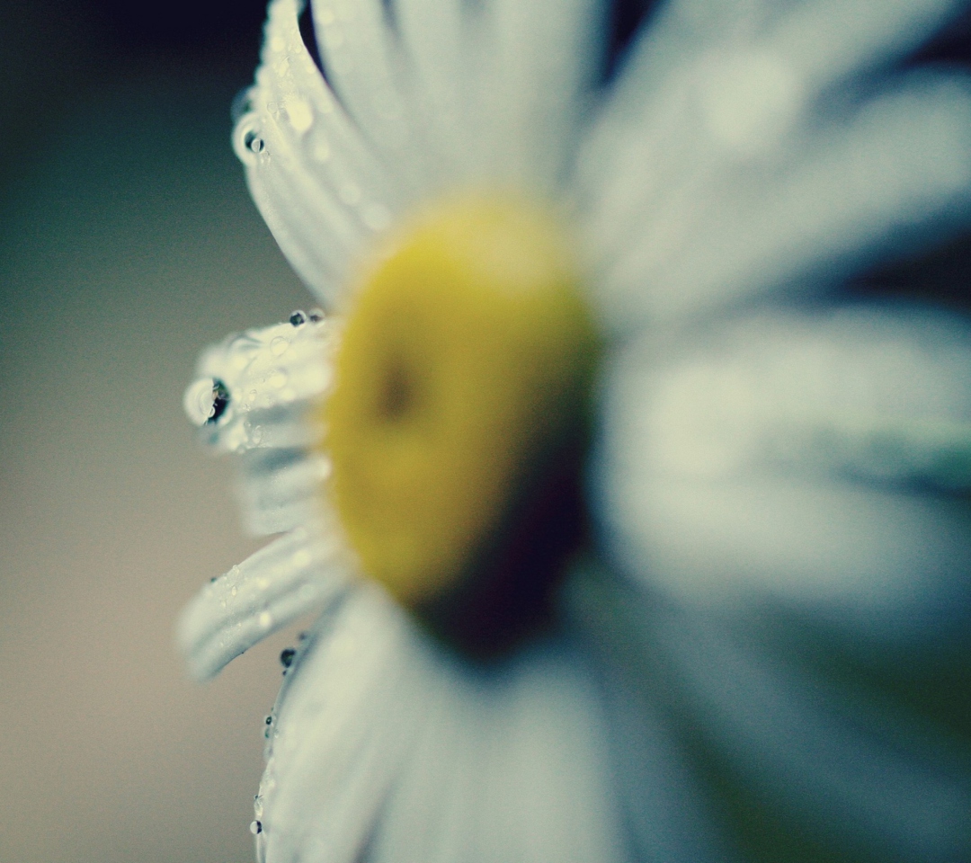 Daisy Macro screenshot #1 1080x960