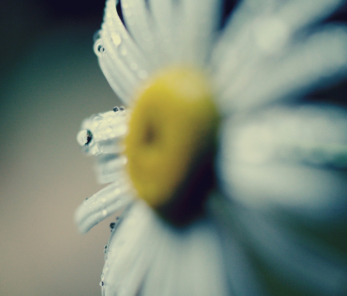 Daisy Macro wallpaper 1200x1024