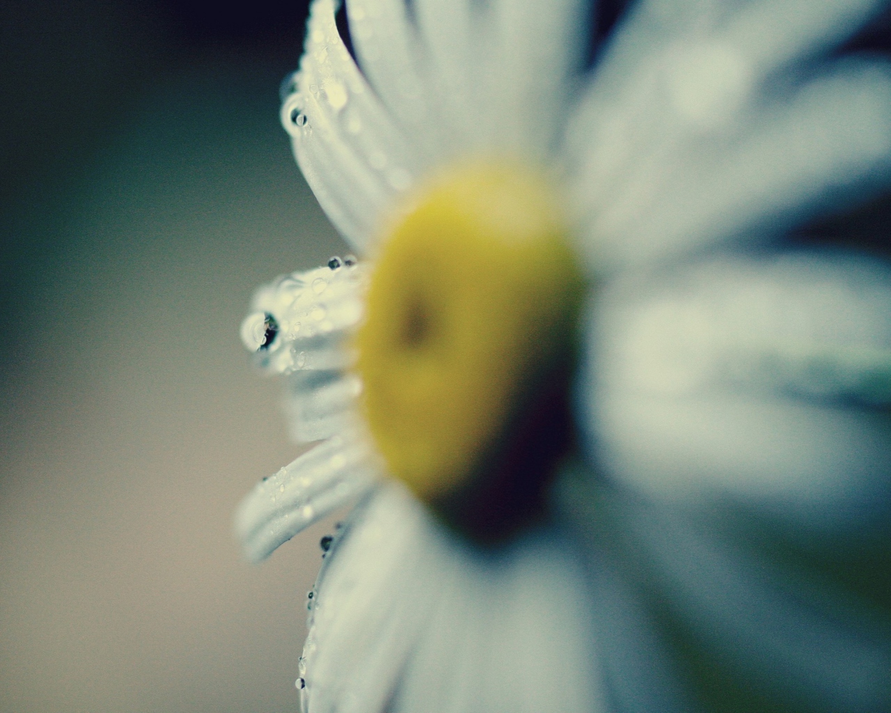 Daisy Macro wallpaper 1280x1024