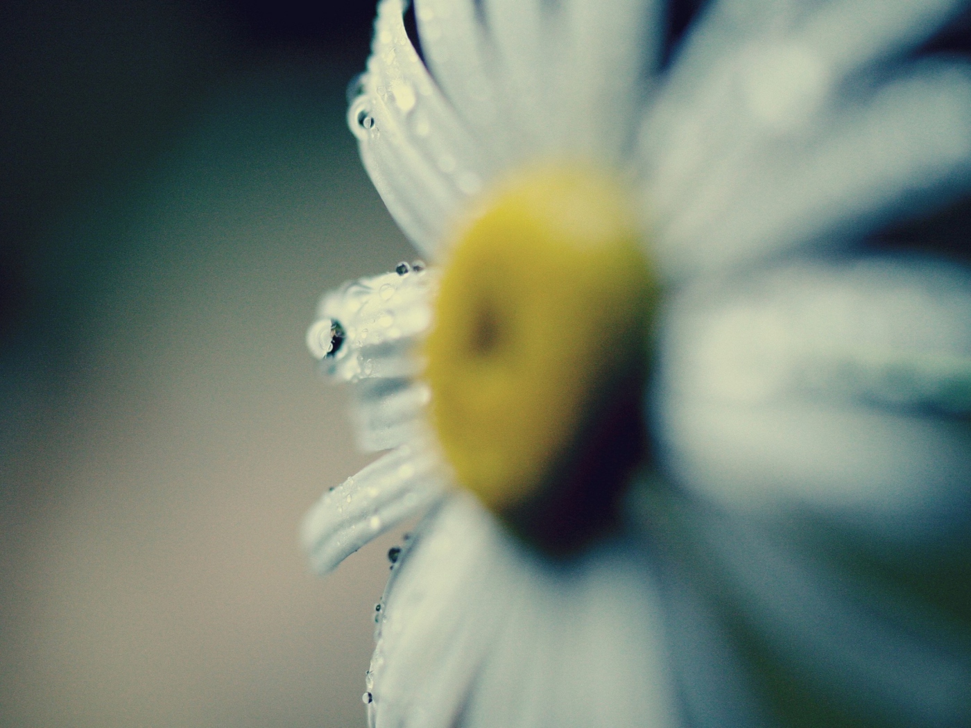 Обои Daisy Macro 1400x1050