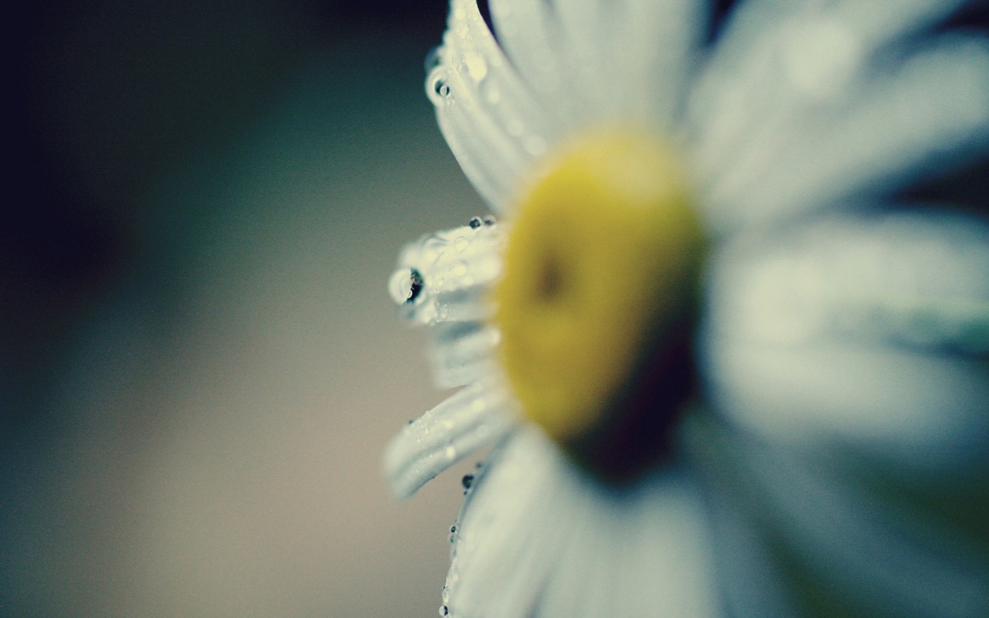 Das Daisy Macro Wallpaper 1440x900