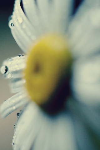 Das Daisy Macro Wallpaper 320x480