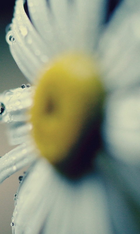 Daisy Macro screenshot #1 480x800