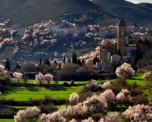 Spring In Italy wallpaper 220x176