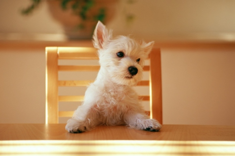 Fluffy White Puppy wallpaper 480x320