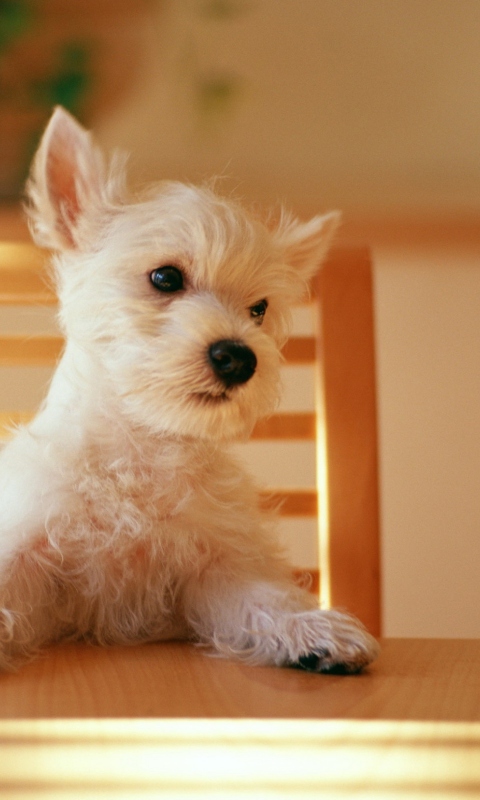 Fluffy White Puppy screenshot #1 480x800