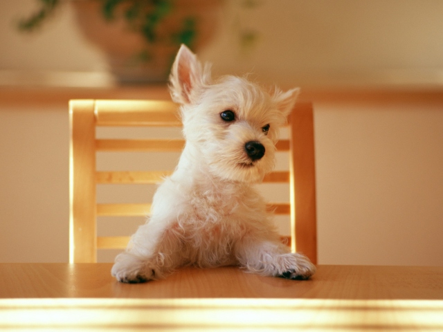 Das Fluffy White Puppy Wallpaper 640x480