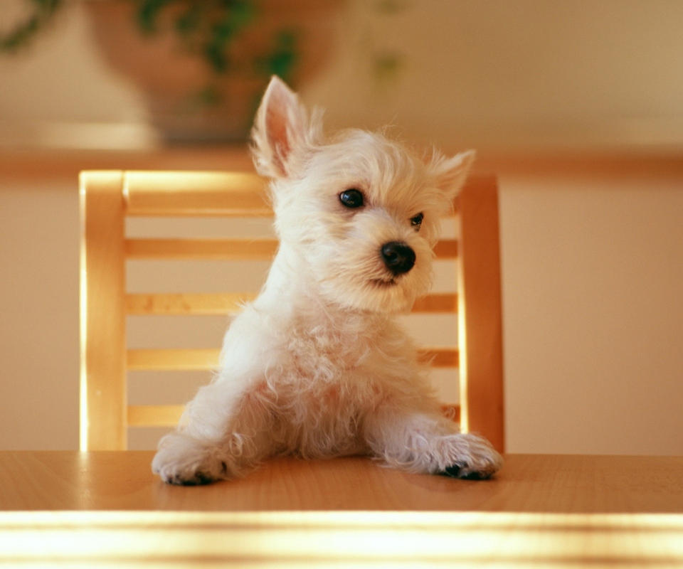 Fluffy White Puppy wallpaper 960x800