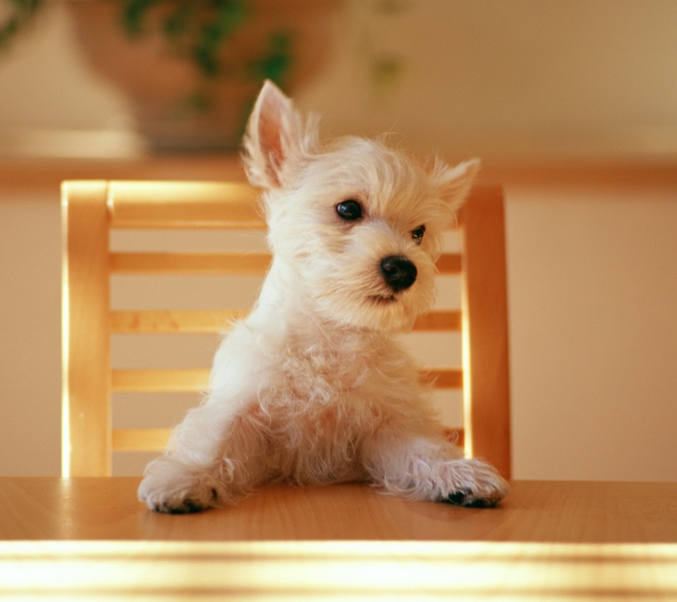 Fluffy White Puppy screenshot #1 960x854