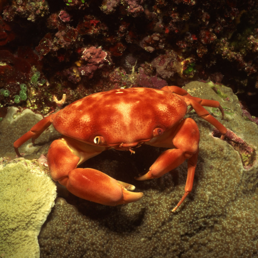 Das Crab Wallpaper 1024x1024