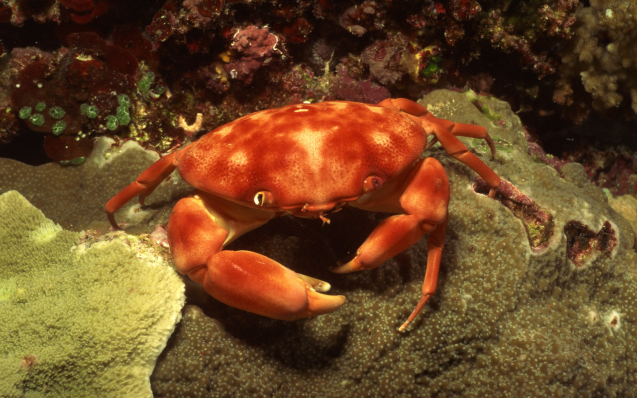 Crab wallpaper 1280x800