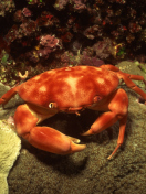 Crab wallpaper 132x176