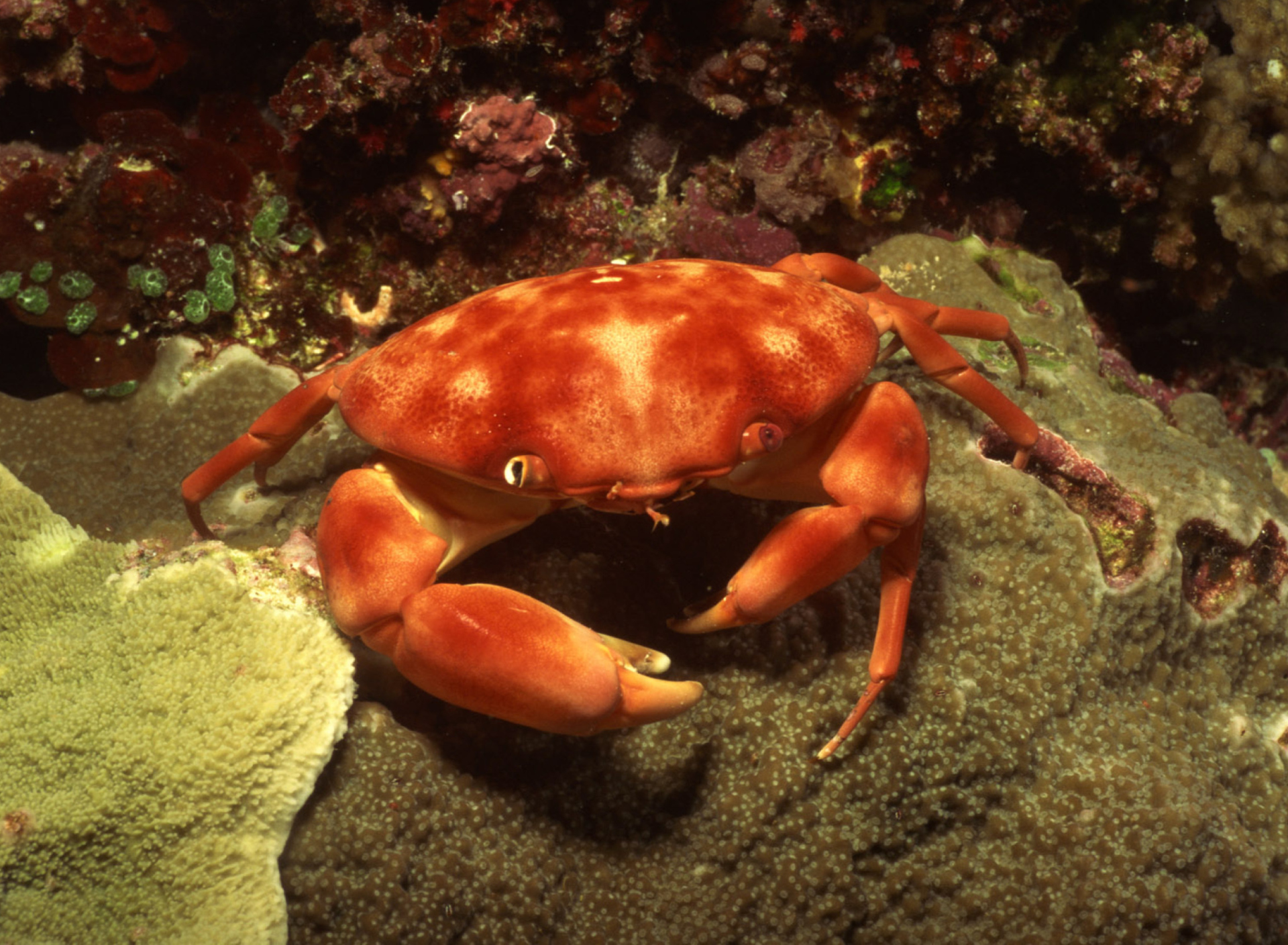 Crab wallpaper 1920x1408