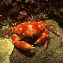 Crab wallpaper 208x208