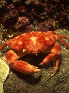 Sfondi Crab 240x320