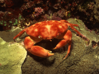 Crab wallpaper 320x240