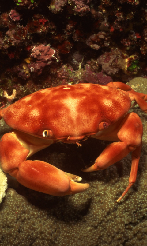 Sfondi Crab 480x800