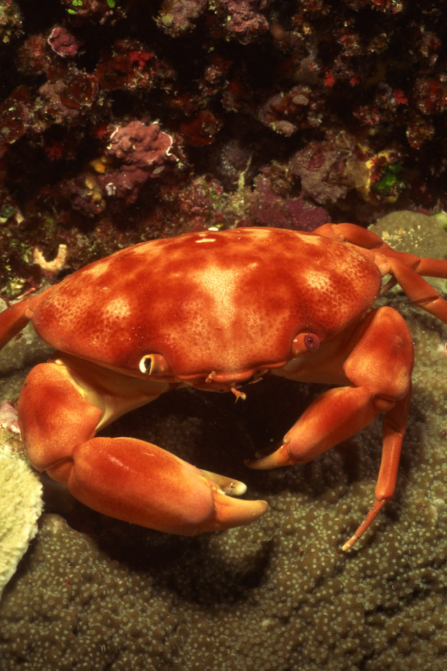 Crab wallpaper 640x960