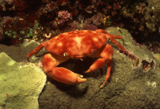 Crab - Fondos de pantalla gratis para Acer A101 Iconia Tab