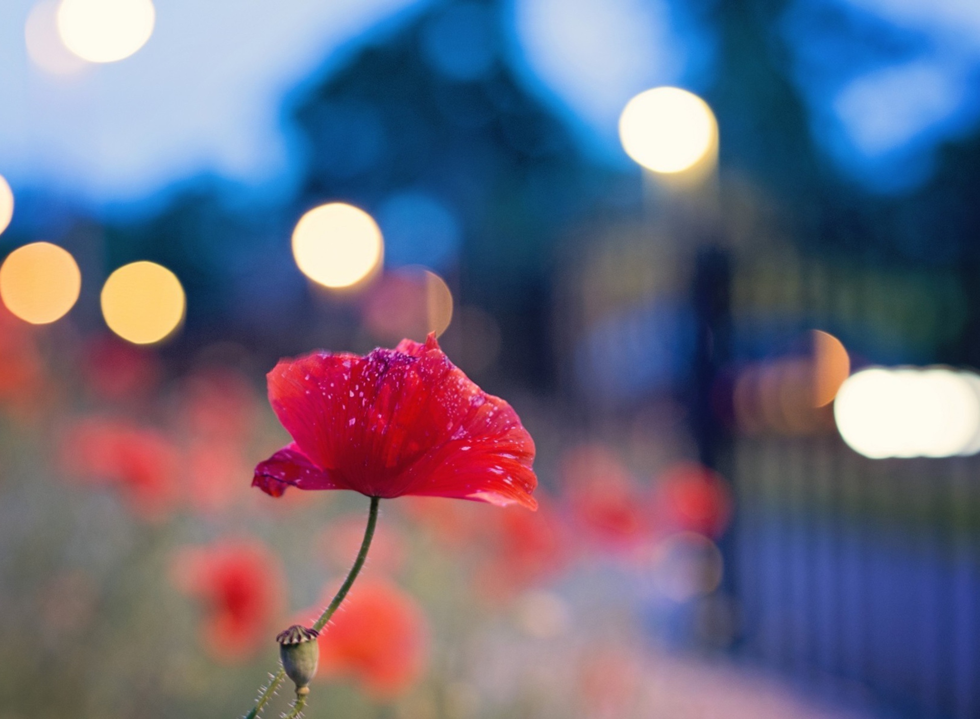 Das Poppy Flower And Blue Bokeh Wallpaper 1920x1408