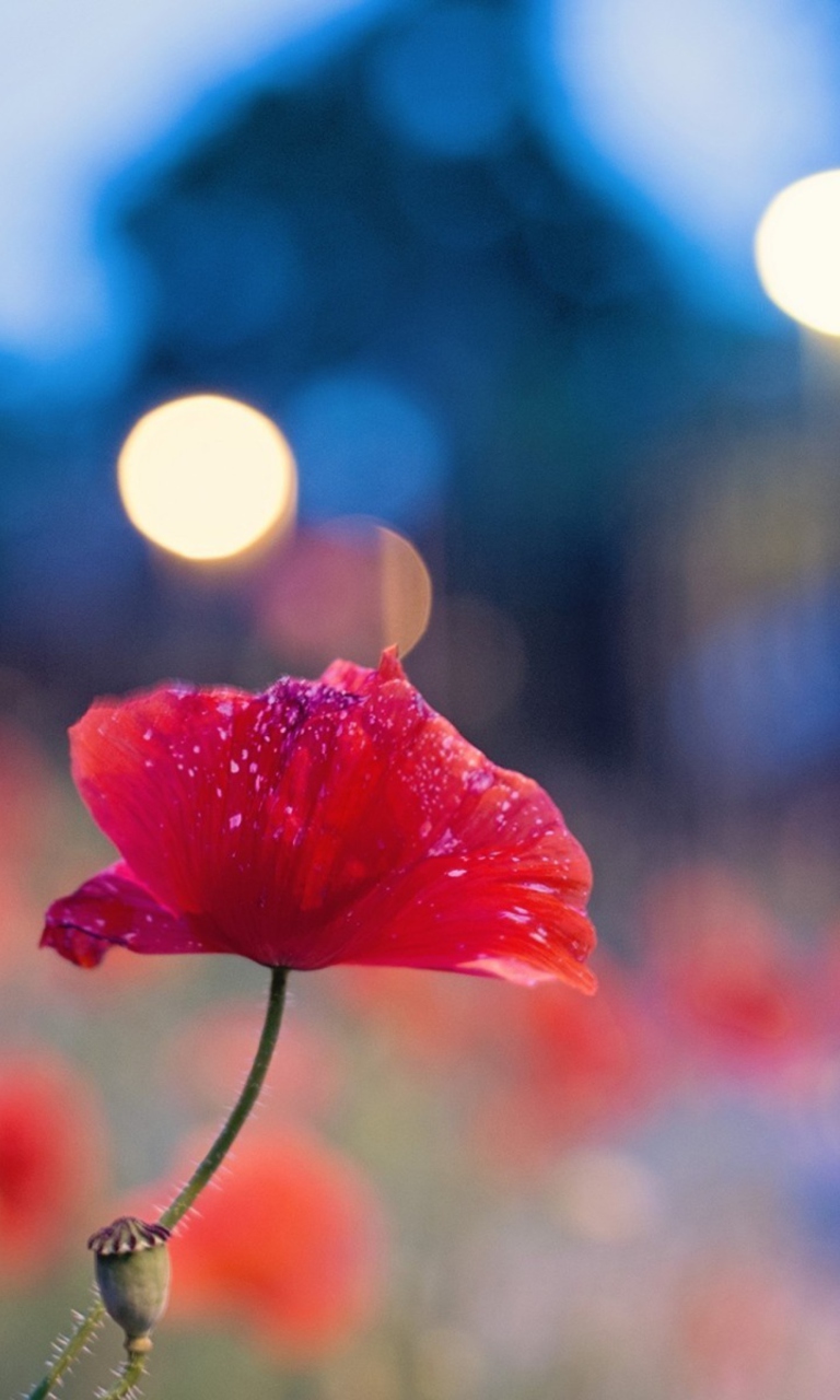 Das Poppy Flower And Blue Bokeh Wallpaper 768x1280