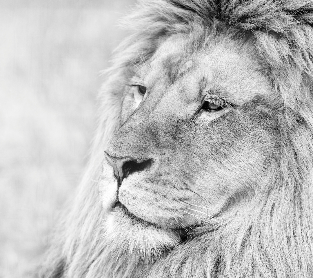 Wild Lion wallpaper 1080x960