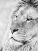 Fondo de pantalla Wild Lion 132x176