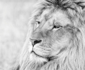 Fondo de pantalla Wild Lion 176x144