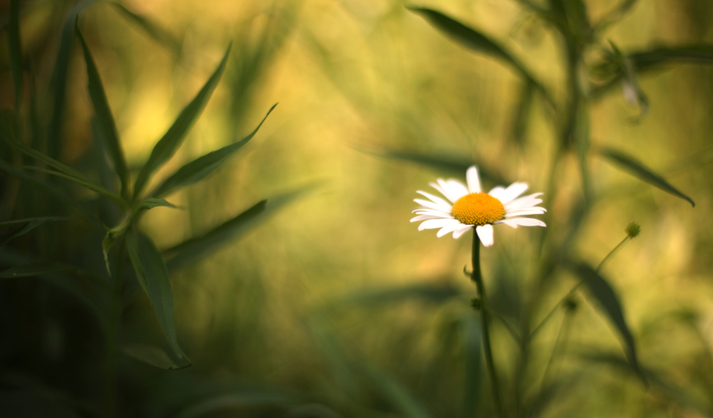 Single Daisy On Meadow screenshot #1 1024x600