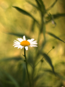 Fondo de pantalla Single Daisy On Meadow 132x176