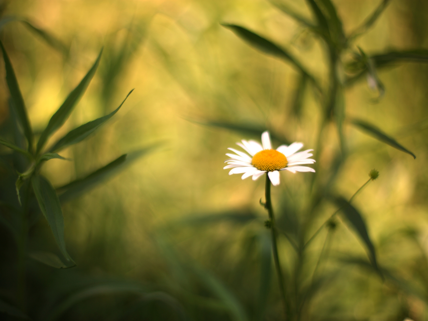 Single Daisy On Meadow screenshot #1 1400x1050