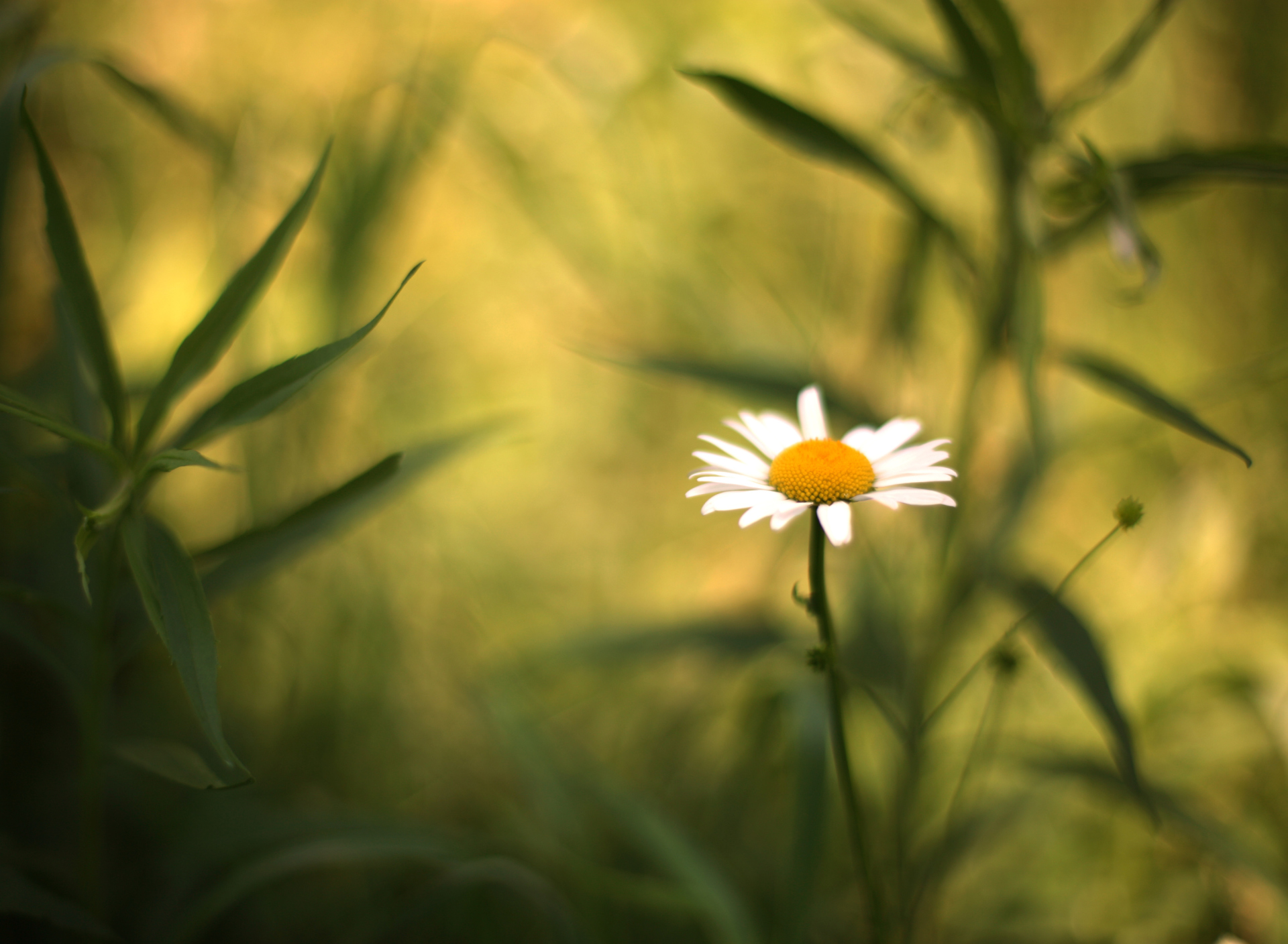 Single Daisy On Meadow screenshot #1 1920x1408