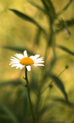 Single Daisy On Meadow screenshot #1 240x400