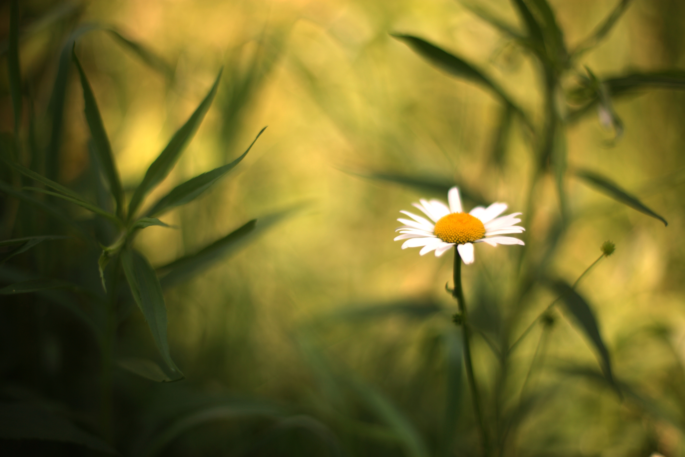 Single Daisy On Meadow screenshot #1 2880x1920