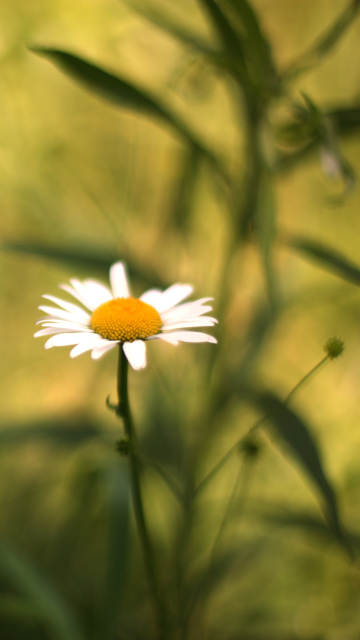 Single Daisy On Meadow screenshot #1 360x640