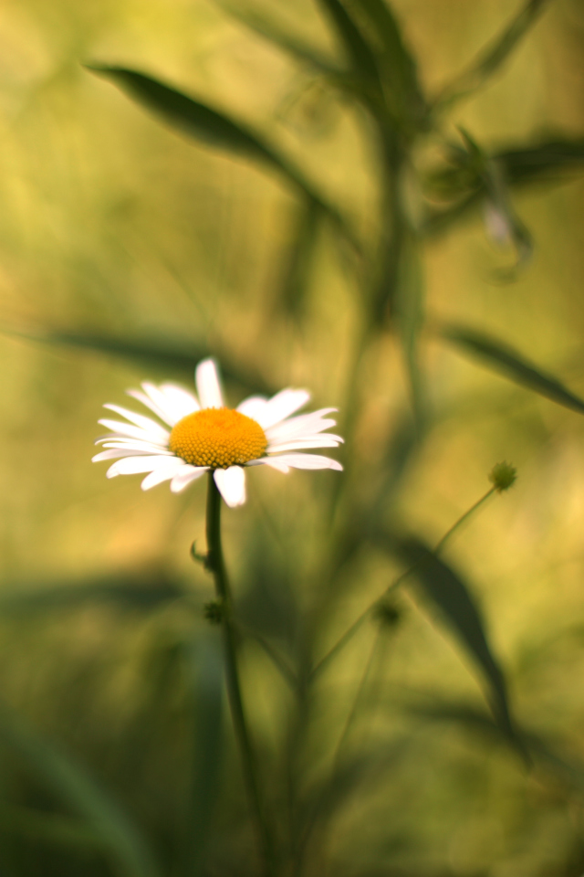 Das Single Daisy On Meadow Wallpaper 640x960