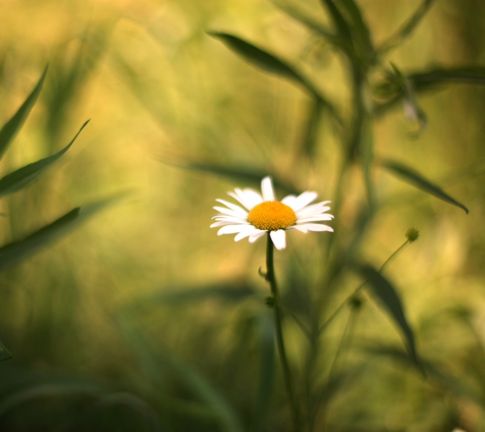 Das Single Daisy On Meadow Wallpaper 960x854