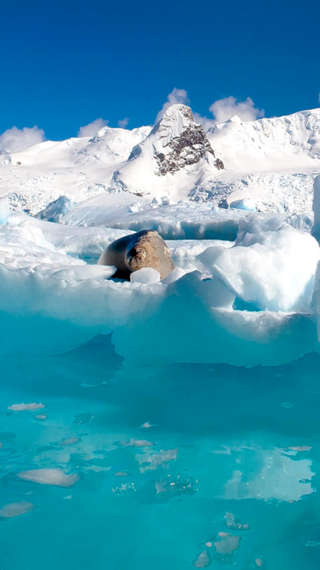 Обои Seal in the Arctic ice 1080x1920
